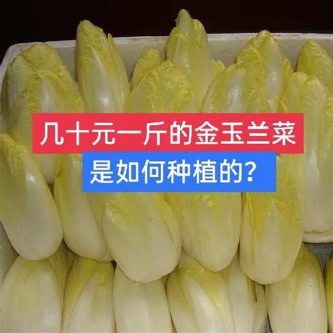 金玉蘭如何種植|60元一斤的金玉蘭菜如何種植，陽台種植用什麼方法？。